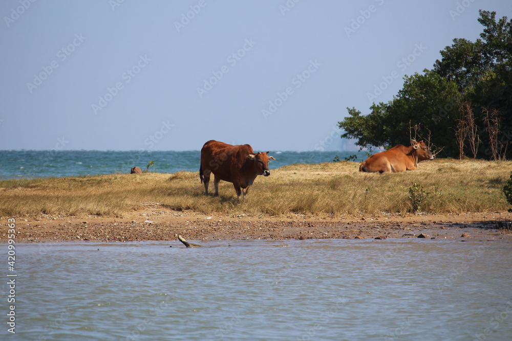 Wild Cattle nearby sea