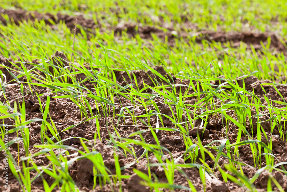 agricultural field with green grass agricultural field with green grass
