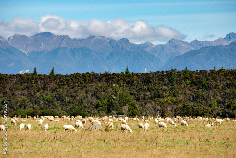 Group of Sheep in the farm at Niew Zealand