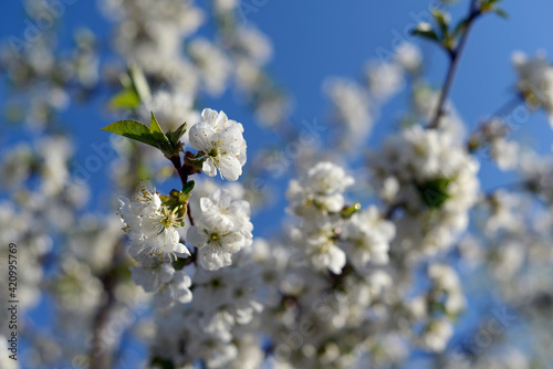blooming cherry tree in the garden