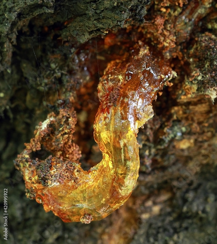 Solid amber resin drops on a tree trunk