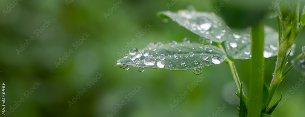 Dewdrops on alfalfa leaves, wet grass after rain. Dewdrops on alfalfa leaves, wet grass after rain.