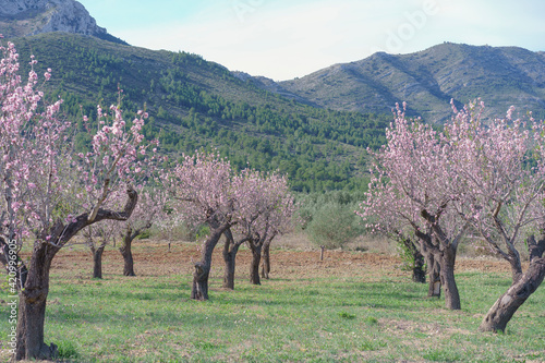Quadro su tela Almendros en flor en Alicante