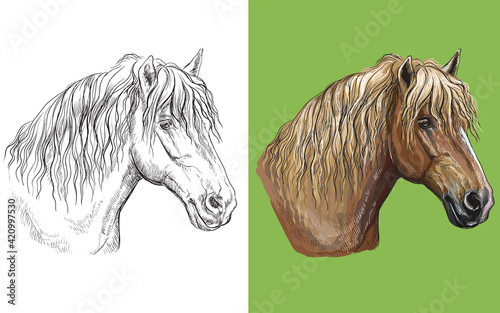 Bild auf Leinwand Vector illustration portrait of draft horse colorful and monochrome
