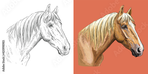 Vector illustration portrait of beauty sports horse