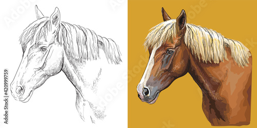 Vector illustration portrait of beauty young horse