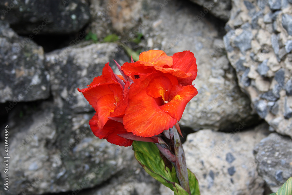 Canna indica perteneciente a la familia Cannaceae Canna indica perteneciente a la familia Cannaceae