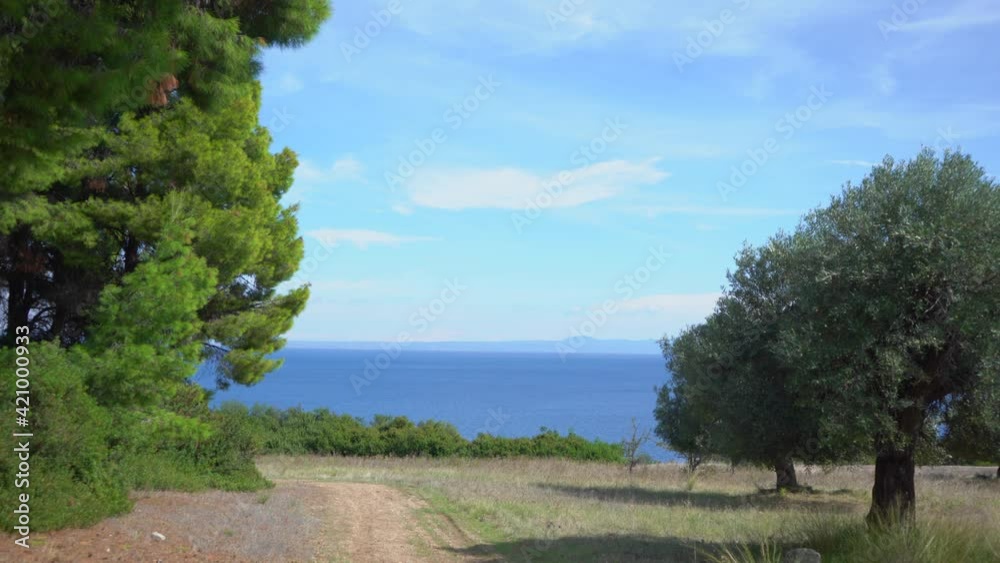 Amazing beautiful sunny landscape of Greece. View from above at blue transparent sea water, clear sky and old green forest. Big olive trees growing outdoor in amazing scenic landscape of Greece Amazing beautiful sunny landscape of Greece. View from above at blue transparent sea water, clear sky and old green forest. Big olive trees growing outdoor in amazing scenic landscape of Greece