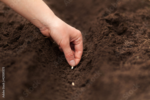 Plant seeds in the ground in spring. Gardening in fertile soil.