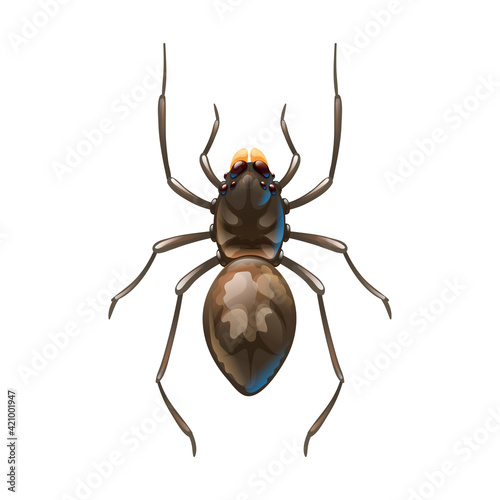 Home spider, macro of insect. Vector illustration © Shonyjade