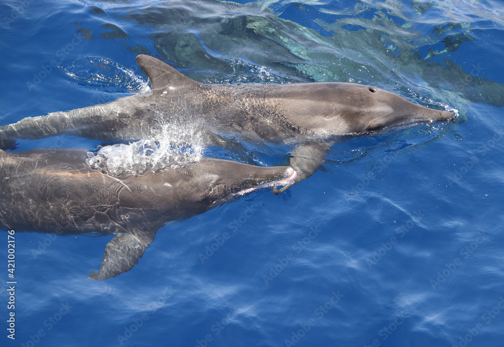 Obraz premium Rough toothed dolphin (Steno bredanensis). Picture taken during a whale watching trip.