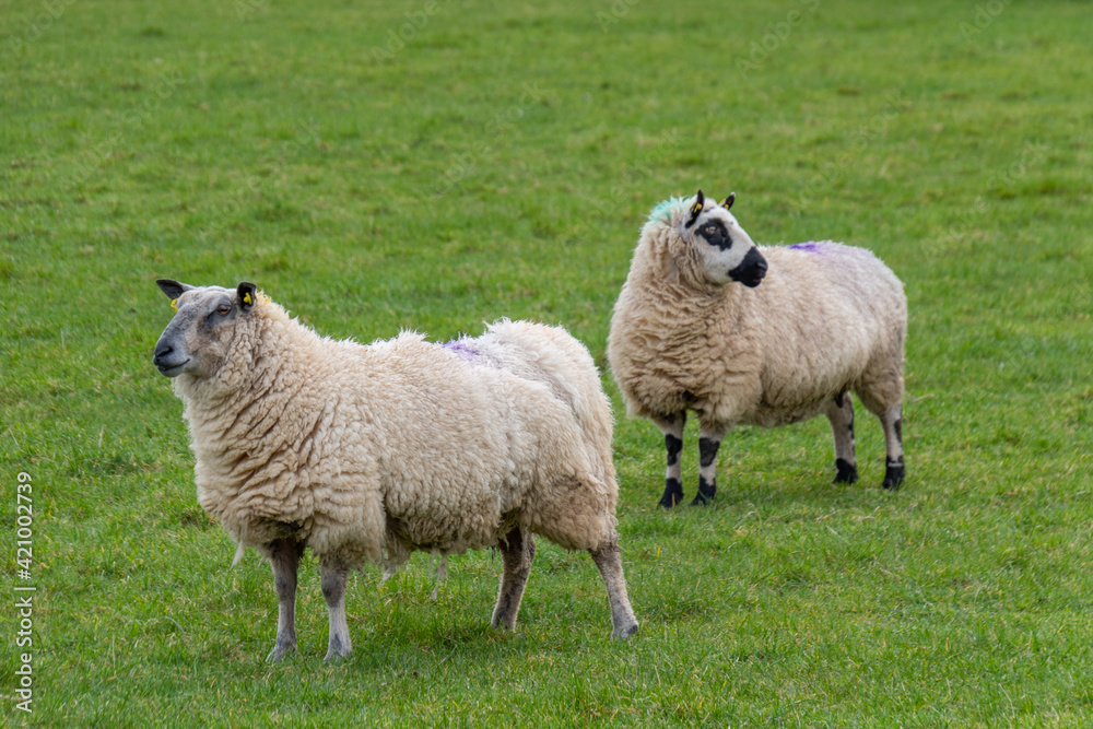 Two large woolly sheep grazing in an enclosed pen in a farmer's field.