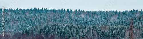Panoramic view of the hill overgrown with spruce forest. Winter landscapes