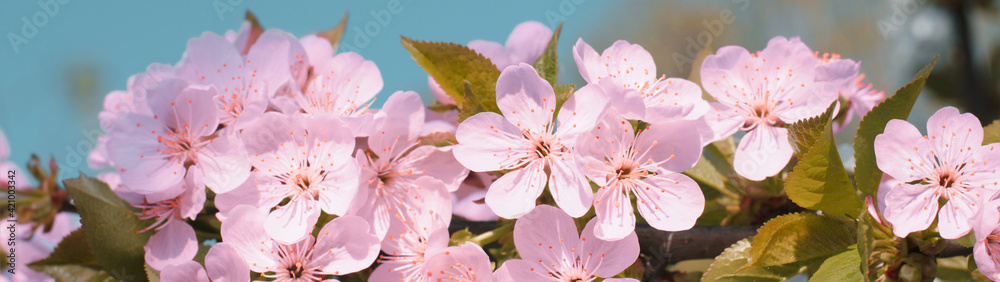 Fototapeta premium Blossoming cherry branches banner panoramic