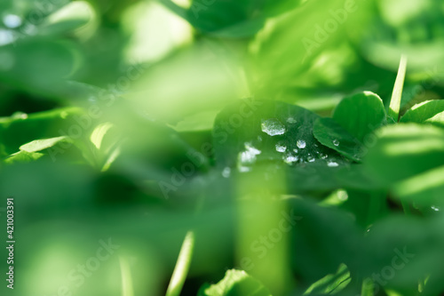 Green clover leaves  macro dew drops. St. Patrick s Day. Blurred background with shamrock leaves. The concept of summer  morning freshness. Soft focus sun  summer natural background of green grass
