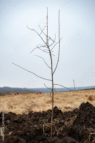Tree planting is the process of transplanting tree seedlings  generally for forestry  land reclamation  or landscaping purpose