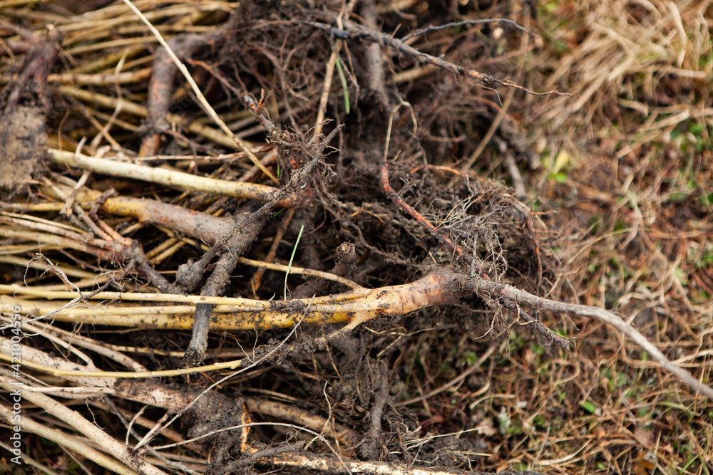 Tree planting is the process of transplanting tree seedlings, generally for forestry, land reclamation, or landscaping purpose