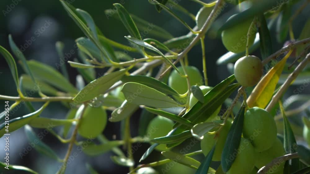 Fresh green olive trees growing outdoor in olive garden in Greece. Closeup view 4k stock video footage of beautiful organic tree branches