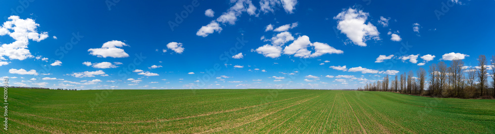 Panoramic field of grass and perfect sky Panoramic field of grass and perfect sky