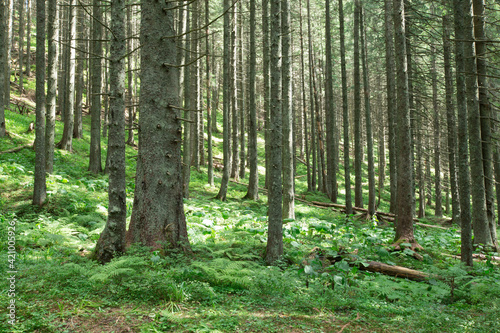 green Forest trees. nature green wood sunlight backgrounds