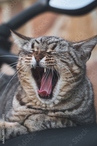 Cat yawning