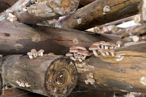 Shiitake mushrooms production on wooden logs, in greenhouses. Organic production.