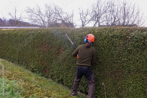 Gardener Topiary Job. Caucasian Men with Gasoline Hedge Trimmer Shaping Thuja in a Garden. Agriculture Theme.