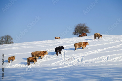 German cattle in the deepest winder on the meadow under a blue sky

