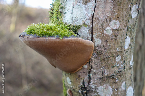 Fruiting bodies of tree fungus overgrown with moss on a dead alder tree
