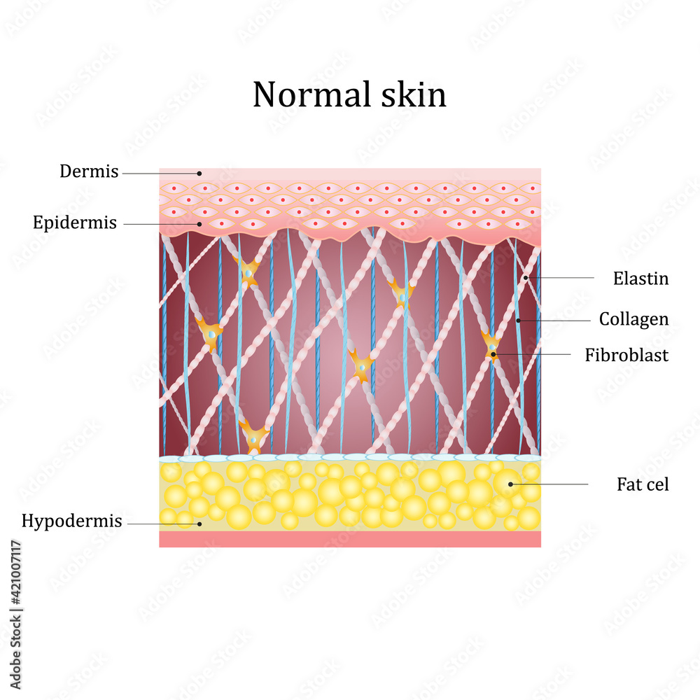 Structure human skin with collagen and elastin fibers, fibroblasts. Vector  diagram Stock Vector | Adobe Stock