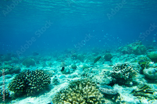 Фотография Tranquil underwater scene with copy space
