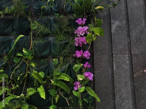 Flowers that decorate the walls of the house