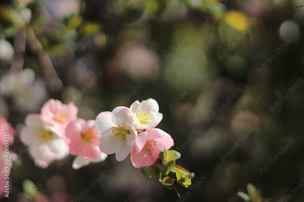 Fototapeta premium 春の花