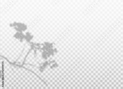 The shadow of the cherry blossoms. Beautiful plant branch. Vector realistic illustration on transparent background. Decorative Design element.