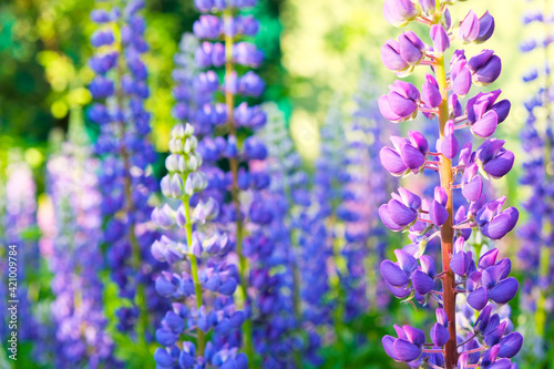 A field of blooming lupine flowers. Sunlight shines on plants. Violet summer flowers, blurred background.