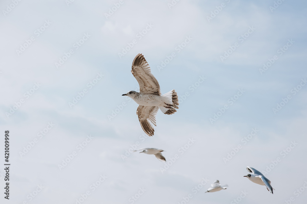 Fototapeta premium Beautiful white seagulls soar and fly with large spread wings against a background of blue sky and clouds.