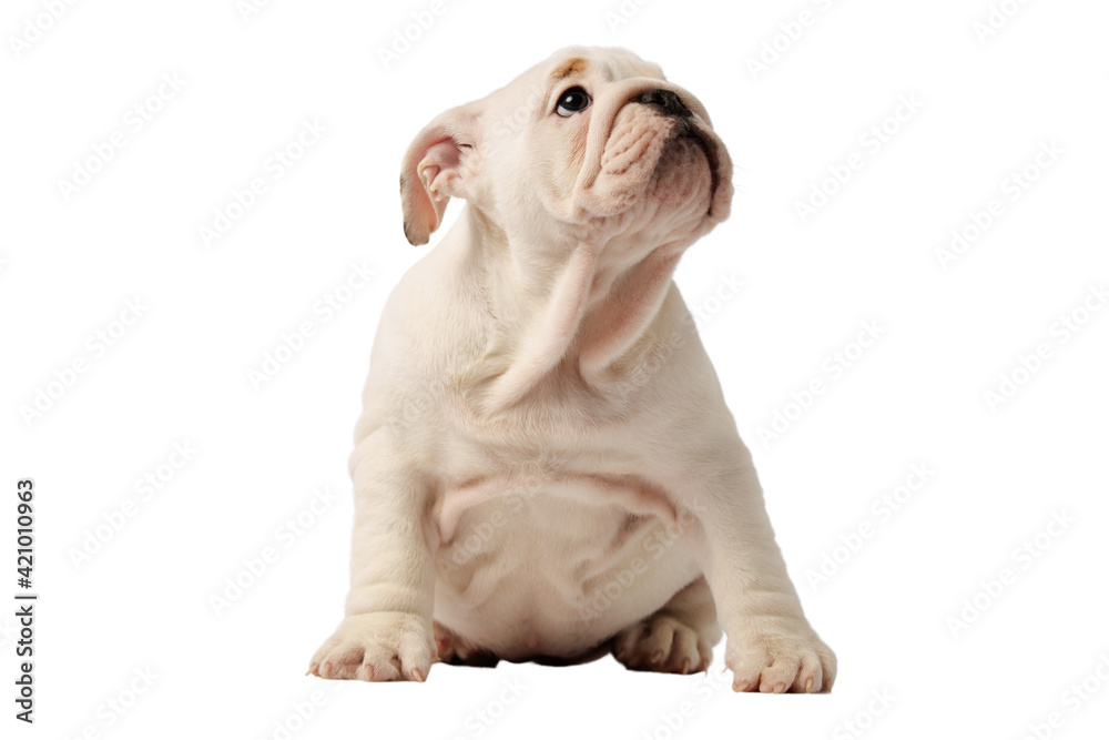 English bulldog puppy isolated on a white background English bulldog puppy isolated on a white background