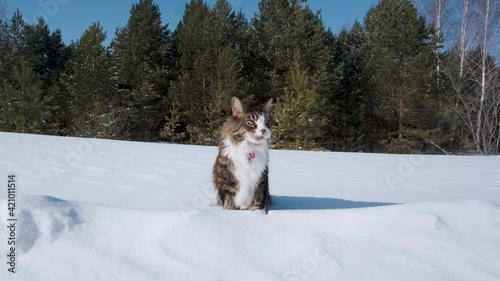 A large Maine Coon cat sits in a snow-covered clearing, and then leaves. In the background is a green forest. The cat meows and looks around warily, wagging its tail. White paws, chest, and nose. photo