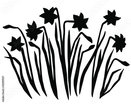 Hand drawn vector of daffodils. Stock illustration of black and white spring flowers.