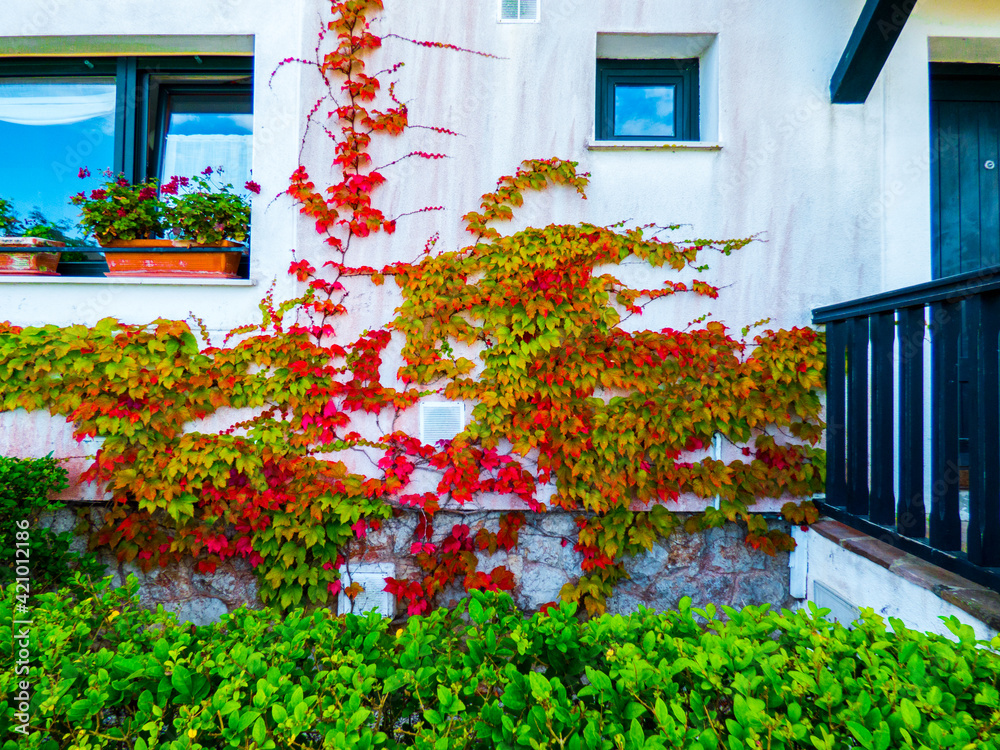Naklejka premium Hojas de hiedra de diversos colores ascendiendo por los muros de una casa en Comillas, España