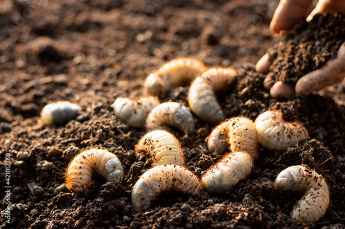 Many beetles on loose soil in cultured farms.