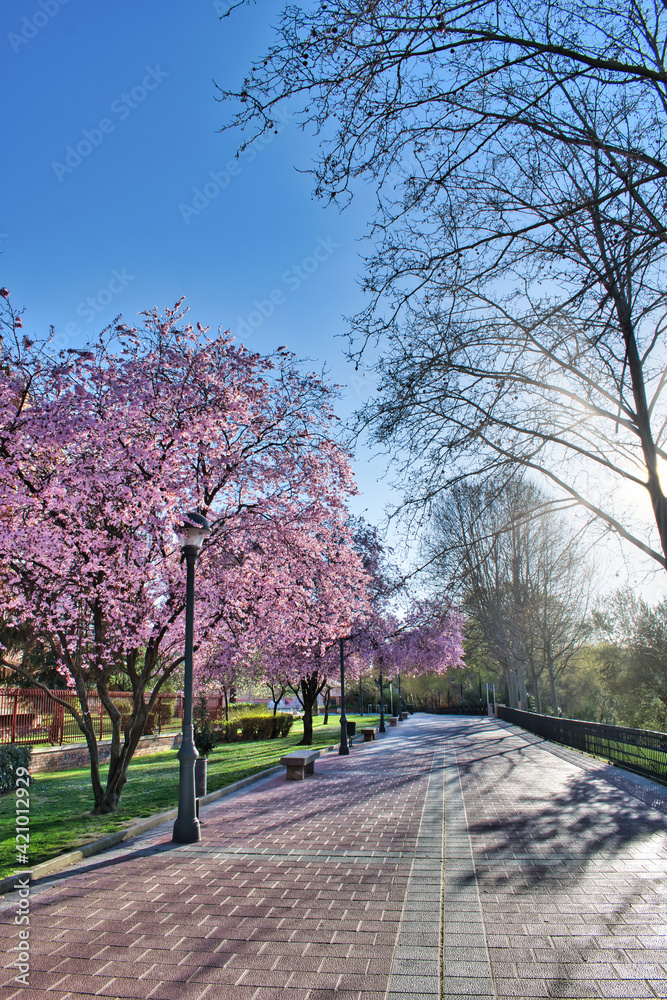 Paseo ribera de Castilla en Valladolid con almendros en flor al inicio de la primavera