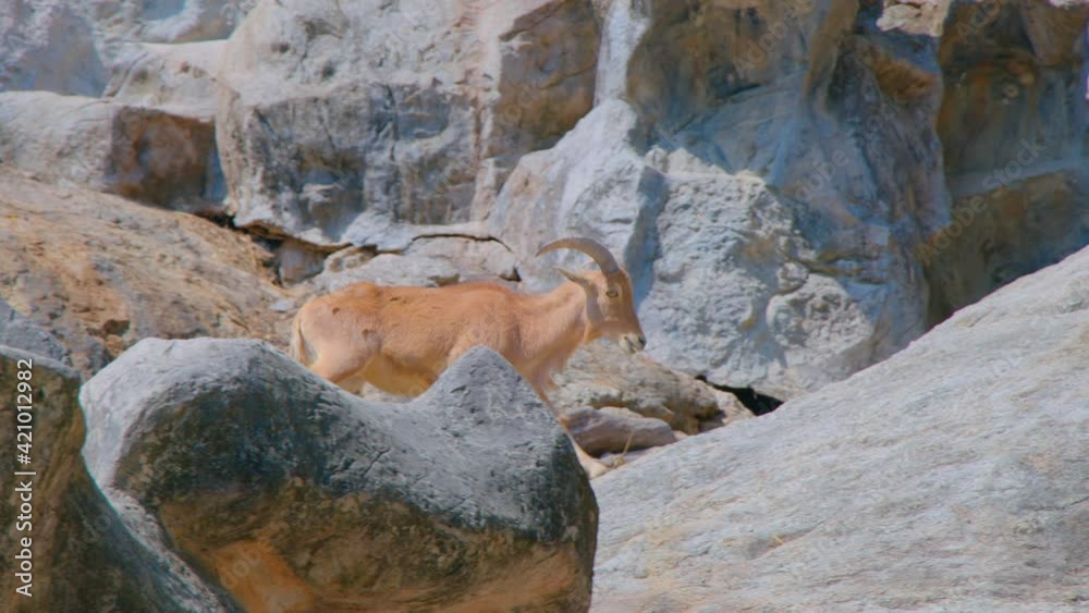 Rocky Mountain goat standing on a cliff Rocky Mountain goat standing on a cliff
