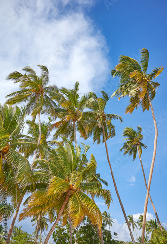 Coconut palm trees against the blue sky.