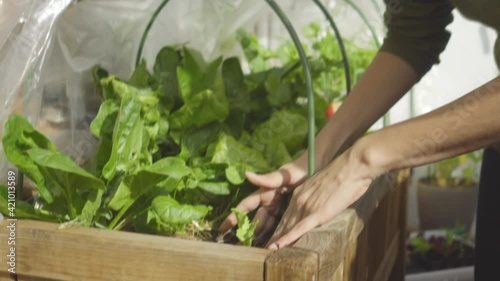 woman planting a lettuce on a grow table on her terrace in the city