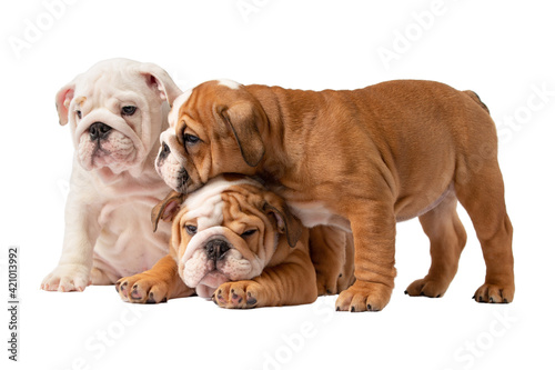 Little English Bulldog puppies on a white background © zorandim75