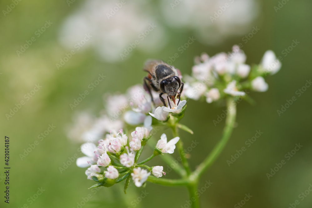 Fototapeta premium A little honey bee and white flower