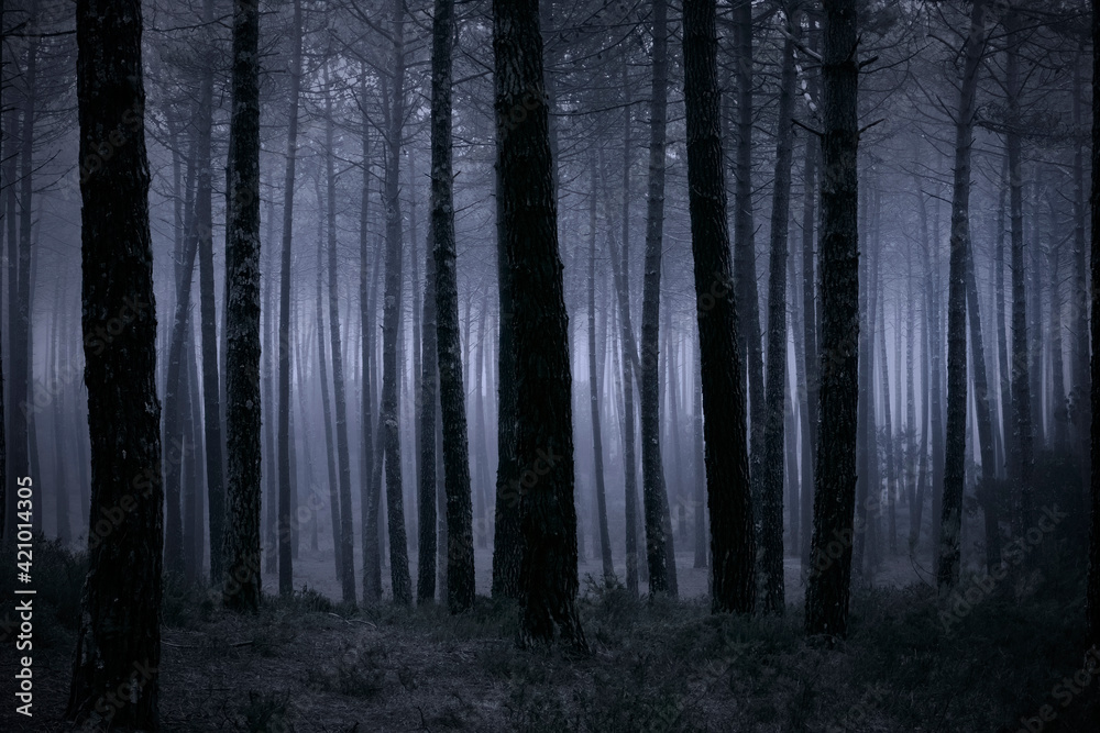 Foggy forest at dusk Foggy forest at dusk