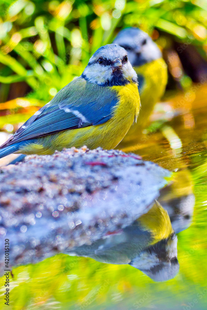 Obraz premium Blue Tit, Parus caeruleus, Forest Pond, Mediterranean Forest, Castile and Leon, Spain, Europe
