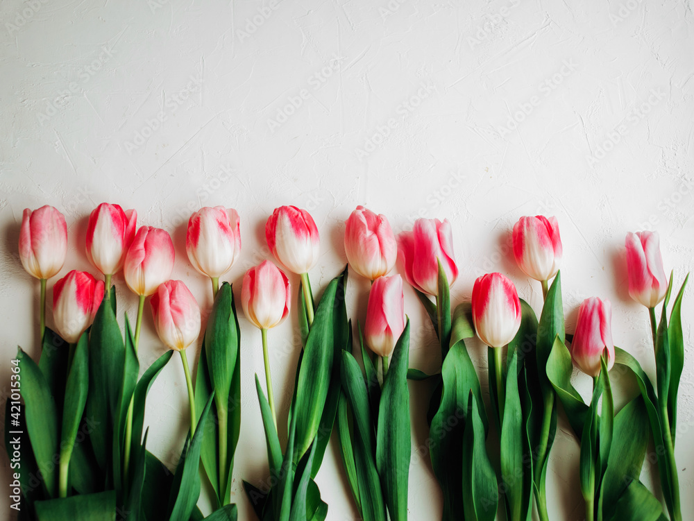 Fototapeta Border from pink tulips on white background. Selective focus. Place for text.